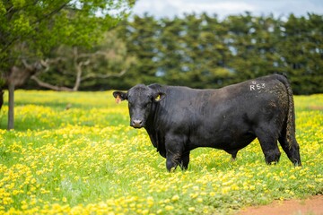 Close up of Stud Beef stud angus bulls and cows grazing on grass in a paddock, in Australia.