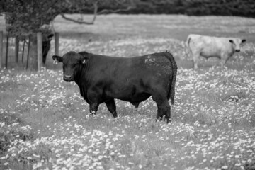 Close up of Stud Beef stud angus bulls and cows grazing on grass in a paddock, in Australia.