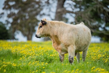 Close up of Stud Beef stud angus bulls and cows grazing on grass in a paddock, in Australia.