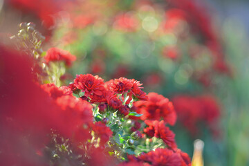 Small red flowers on a beautiful green background with bokeh - 467065442