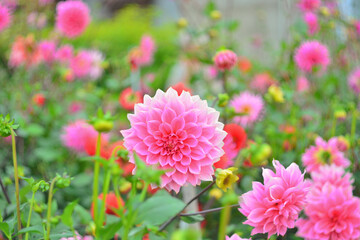 Delicate pink dahlia with a defocused bright background. - 467065464