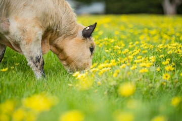 Stud organic speckle park and angus bulls grazing on yellow flowers in a field, on pasture, in...