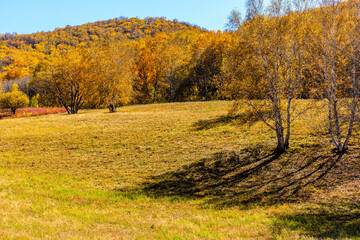 Naklejka premium Beautiful mountain and forest natural landscape in autumn.Beautiful autumn scenery in the Wulan Butong grassland,Inner Mongolia,China.