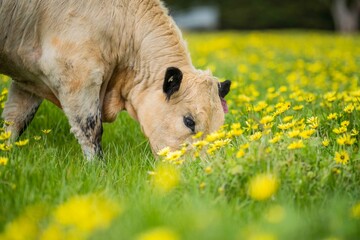 Stud organic speckle park and angus bulls grazing on yellow flowers in a field, on pasture, in...
