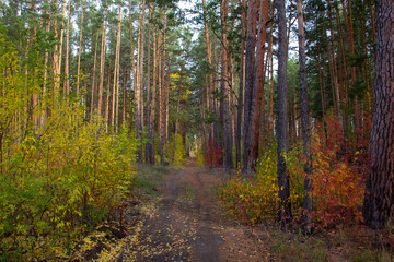 Autumn roads in the Urals in Russia. The road through the autumn thickets in early autumn in Russia