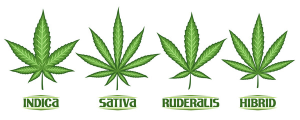Vector Cannabis Leaves Set, collection of 4 cut out illustrations different cannabis symbols, banner with group diverse marijuana leaf, decorative lettering for medical dispensary on white background.