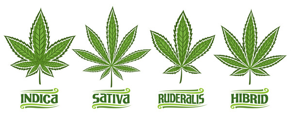 Vector Cannabis Leaves Set, collection of 4 cut out illustrations different cannabis concepts, banner with group diverse marijuana leaf, decorative lettering for medical dispensary on white background - obrazy, fototapety, plakaty
