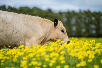 Stud organic speckle park and angus bulls grazing on yellow flowers in a field, on pasture, in...