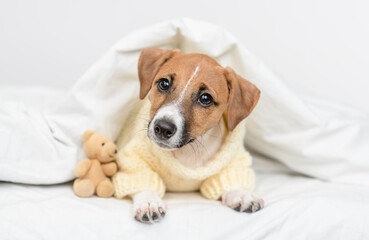 Jack russell terrier puppy  wearing warm sweater lies with bear under warm blanket on the bed at home before bedtime