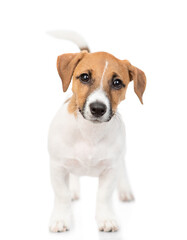 Curious Jack russell terrier puppy stands in front view. Isolated on white background