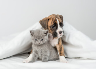 Friendly German Boxer puppy hugs  tiny kitten under warm white blanket on a bed at home