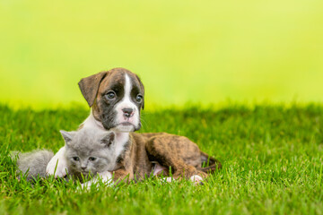 German boxer puppy hugs kitten on green summer grass. Empty space for text