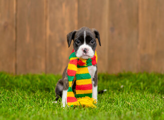 German boxer puppy  wearing warm scarf sits on green grass