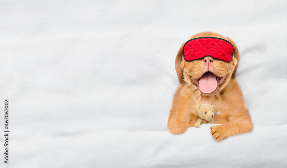 Aufkleber yawning mastiff puppy wearing sleeping mask sleeps and hugs toy bear under white blanket on a bed at