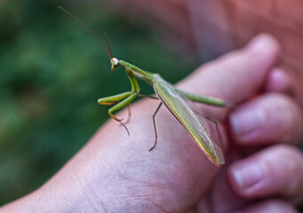 Mantis on hand closeup outdoors in summer.
