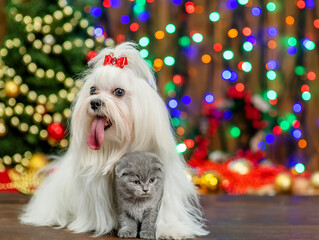White Maltese dog hugs tiny kitten with Christmas tree on background. Empty space for text