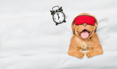 Mastiff puppy wearing mask for sleep hugs toy bear and sleeps with alarm clock under white blanket at home. Top down view. Empty space for text