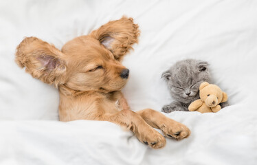Fototapeta na wymiar Young English Cocker spaniel puppy sleeps with tiny gray kitten. Pets sleep together under white warm blanket on a bed at home. Top down view. Kitten hugs favorite toy bear