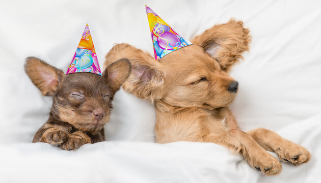 English Cocker Spaniel puppy and dachshund puppy wearing birthday caps sleep together under white warm blanket on a bed at home. Top down view