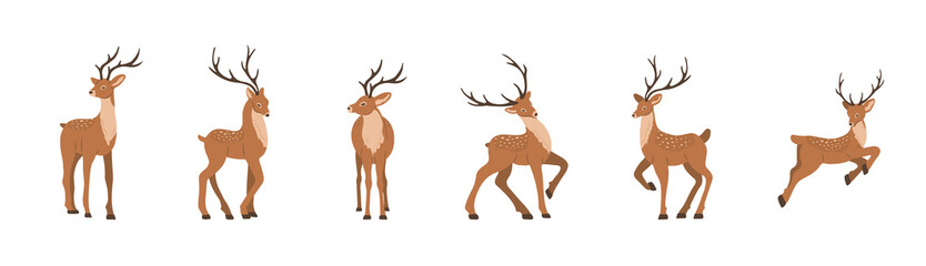 Naklejka na ściany i meble Cute noble sika deer. Set of reindeers with antlers in different poses isolated on white background. Ruminant mammal animal. Vector illustration in flat cartoon style.