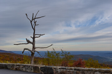 Dead Tree Stands Next to a Stone Fence With Colorful Fall Foliage and Rolling Mountains in the...
