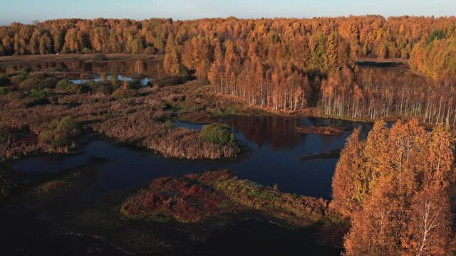 Flying at dawn over a lake surrounded by yellow trees.Golden autumn.Aerial photography.Trees are reflected in the water
