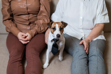 A cute dog Jack Russell Terrier is wearing a tie and sitting with two women on the couch