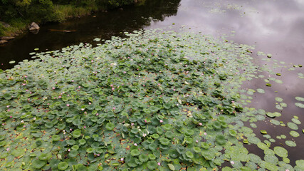 Nenuphar(Water lily), Lake, Blossom, Texture, Camera down, Aerial, Reflection, Mirror