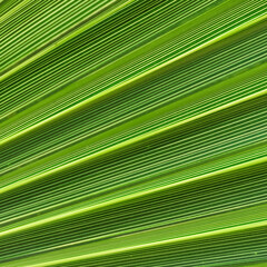 Obraz premium Palm leaf texture for background. Summer holiday and tropical nature concept.