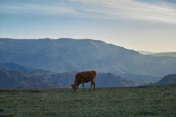 Fototapeta na wymiar cow in the mountains of Dagestan