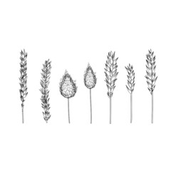Spikelets, ear of rye, spike of triticale hand drawn vector sketch isolated on white, herbal graphic set for design package product, medicine, wedding invite, greeting card, bakery shop