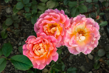 Three yellow-pink unfolded roses close-up on a blurred background of a green bush