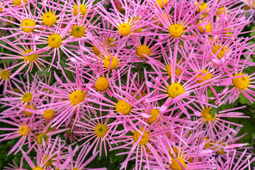 A bush of pink chrysanthemum flowers with thin leaves of the raspberry spider variety in autumn close-up as an elegant background