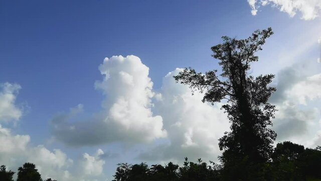 Time lapse of moving clouds with an isolated tree in foreground.