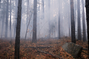 Burning mixed forest in autumn in smoke gray with stone in the foreground