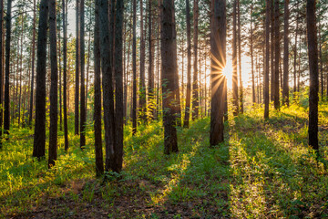 Obraz premium sunset in the forest