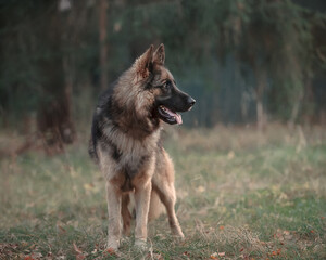 german shepherd dog in autumn forest