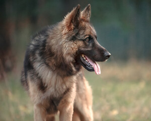 german shepherd dog in autumn forest