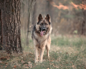 german shepherd dog in autumn forest