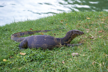 A water monitor lizard (Varanus salvator) lies on the shore of a reservoir in a city park. Bangkok thailand