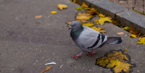 Colourful Pigeon walking on the street.