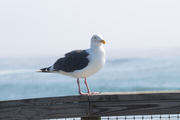 seagull on the beach