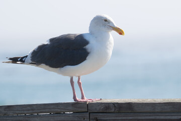 seagull on the beach