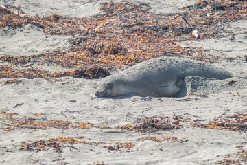 seal on the sand