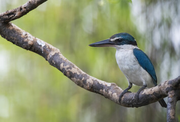 Collared Kingfisher perching on tree branch , Thailand