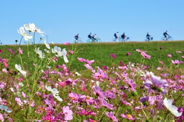 河川敷のコスモス畑　江戸川松戸フラワーライン