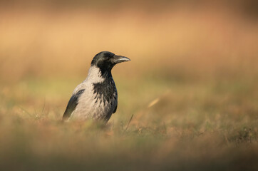 Hooded crow ( Corvus corone ) close up