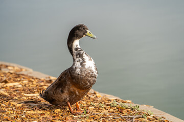 Hybrid mallard duck stands on the shore of the lake. 