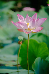 Obraz premium Time: Wednesday, November 3, 2021 . Location: Phu My Hung lotus lagoon, Ho Chi Minh City. Content: The author hopes the photo film can describe the beauty of lotus flowers.