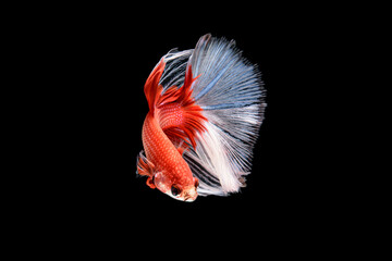 Siamese fighting fish Betta splendens on black background